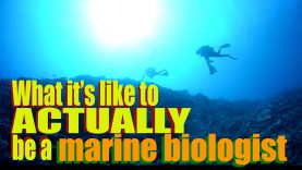 What it’s like to ACTUALLY be a Marine Biologist | Dr. Gil | SciAll.org