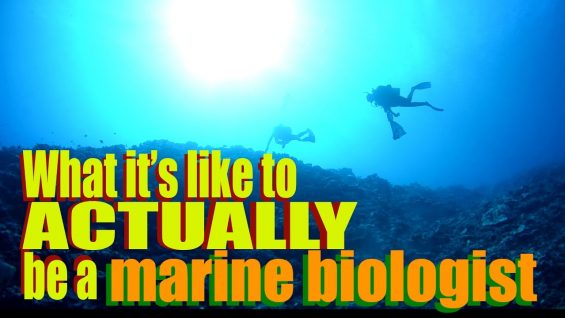 What it’s like to ACTUALLY be a Marine Biologist | Dr. Gil | SciAll.org